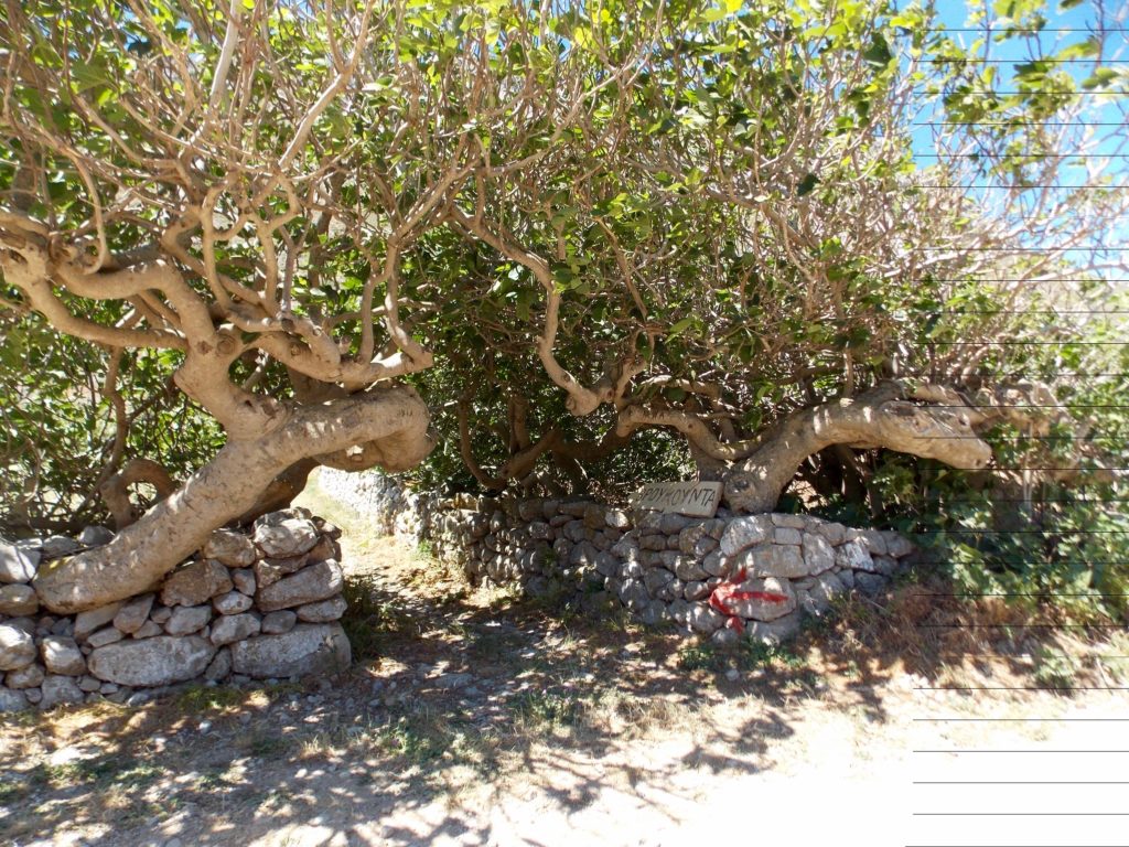 hotel karpathos village